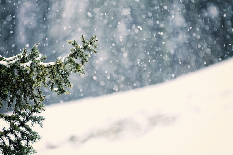 extreme weather, bokeh, snowcapped mountain, 5K, photography, blizzard, snow flake, outdoors, needle - plant part, snow, winter, nature, forest, close