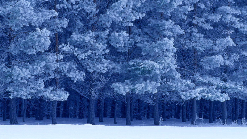 Birds Hill Provincial Park, 1080P, Canada, snow, winter, Scots pine, Manitoba