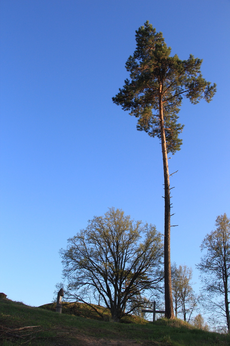 5K, non-urban scene, agriculture, rural scene, landscape, Scots Pine, organic, field, tree, tranquility, copy space, Pine Tree, Single, branches, outdoors