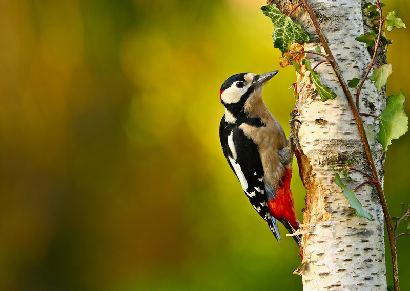 bird, bokeh, woodpecker, 4K, the orderly forest, branch, tree, birch