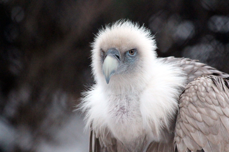 bird of prey, gyps fulvus, zoo, animals of russia, predator, animal head, griffon vulture, disheveled, animals, winter, birds, vertebrate, animal themes