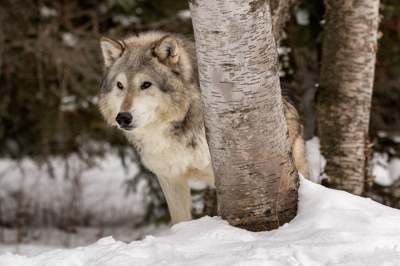 winter, predator, wolf, Tundra wolf, snow, trees, the orderly forest, 1080P