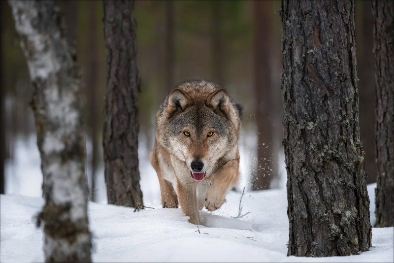 Vlad Sokolovsky, predator, snow, wolf, 1080P, winter, trees, the orderly forest