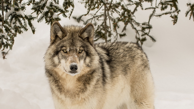 the orderly forest, wolf, look, 1080P, winter, predator