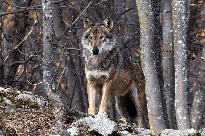 trees, predator, the orderly forest, 1080P, beast, forest, wolf