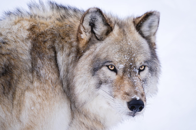 wolf, look, predator, 1080P, face, the orderly forest