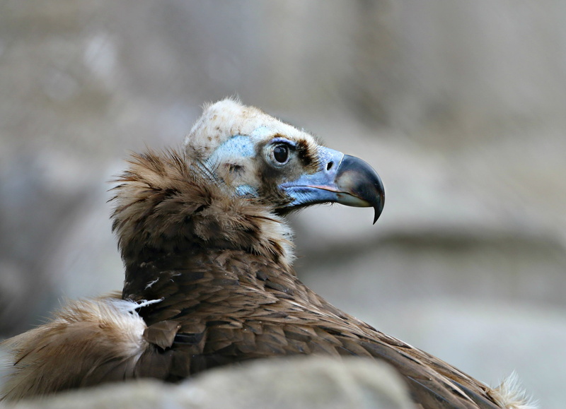 vertebrate, close-up, 2K, bird of prey, animal eye, one animal, beak, condor, animal head, animal, vulture, photo, closeup, scavenger, animal wildlife