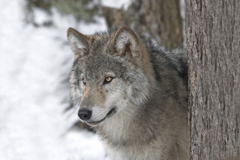 look, 1080P, predator, the orderly forest, face, wolf