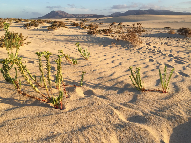 no people, la oliva, dry, suculent, volcanos, outdoors, shadow, spain, growth, plant, africa, desert, day, climate, nature, tranquility, 2K, arid climate
