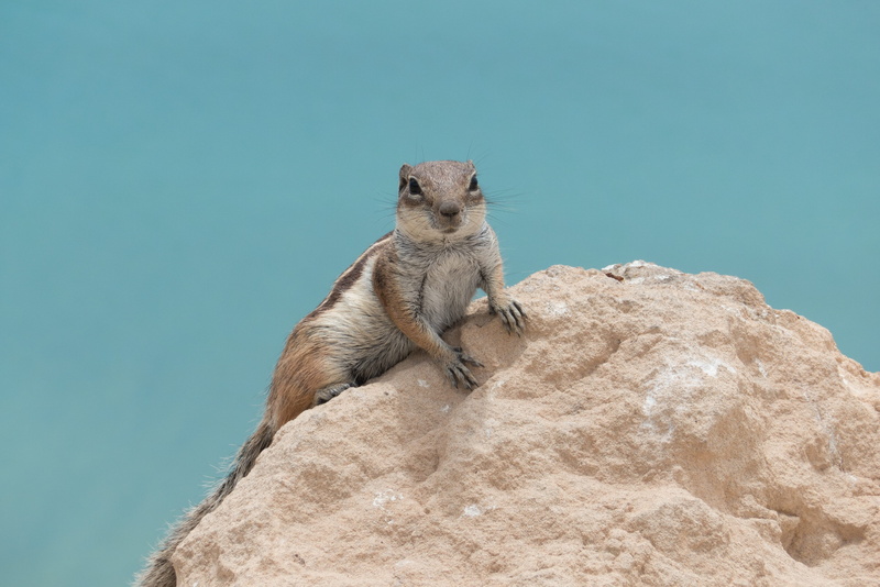 rodent, outdoors, chipmunk, animals And Pets, mammal, vertebrate, 4K, atlas croissant, clear sky, animal, animal themes, fuerteventura, rock, animals in the wild