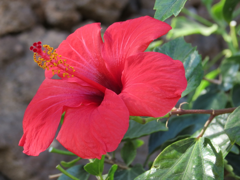 canary islands, flower head, fragility, flower, leaf, summer, nature, petal, inflorescence, outdoors, fuerteventura, plant, no people, flowering plant