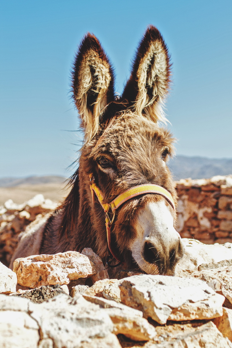 brown, close-up, fur, look, sky, burro, land, stone, photography, domestic, pets, working animal, focus, shallow, outdoors, rock, beside, islas canaria