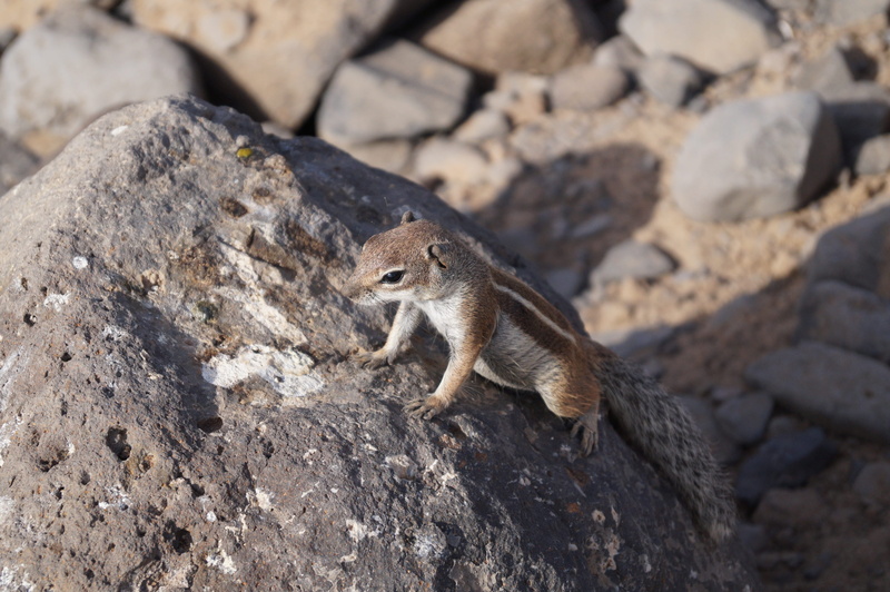 rock, side view, fuerteventura, 4K, rodent, holidays, full length, animal wildlife, focus on foreground, day, sunlight, nature, animal themes, animals in the wild