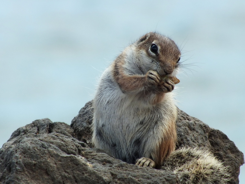 2K, spain, archipelago, gray, atlantic, coastal, blur, wildlife, espana, depthoffield, brown, beach, eye, cute, Eating, whiskers, focus, animals In The Wild