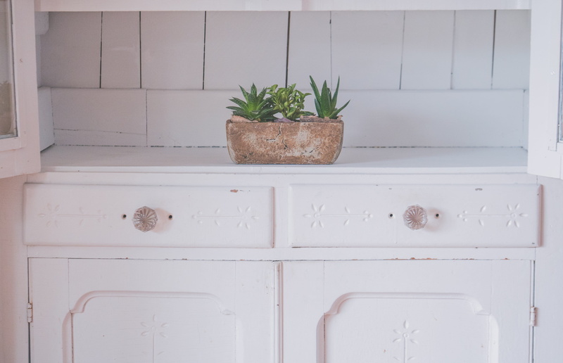 kitchen, counter, designer, drawers, houseplant, potted plant, day, white color, indoors, furniture, green, growth, snake, apartment, home interior, no people