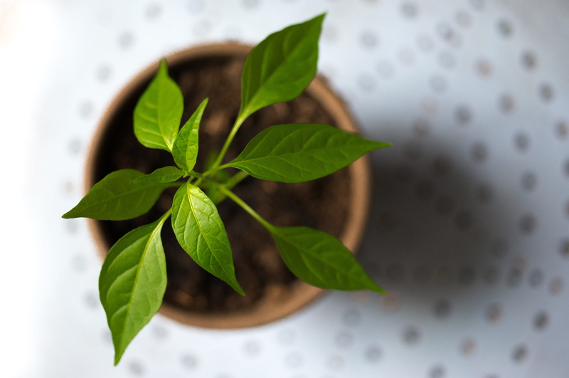 young, ingredient, beauty in nature, dirt, growing, plant part, plant, ecology, nature, seed, new, garden, green, food, seedling, freshness, tree, agriculture