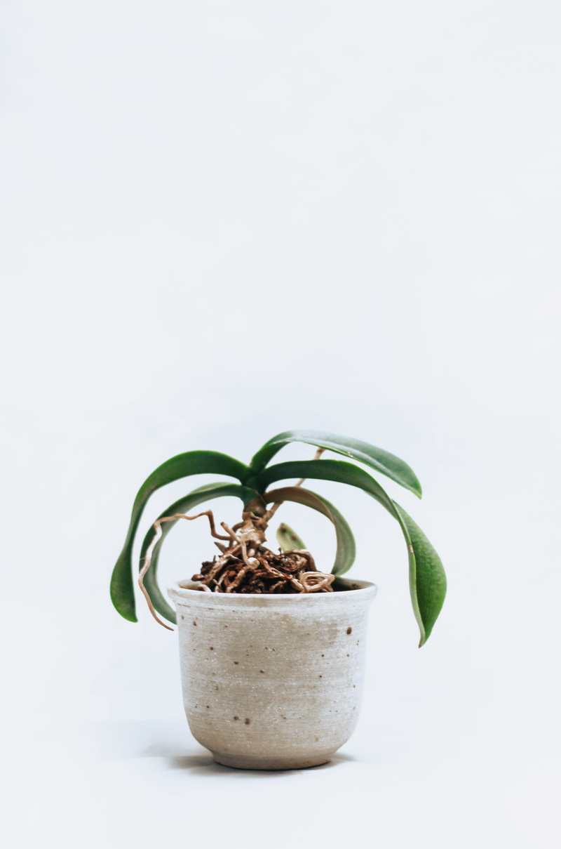 interior, orchid, 5K, color, houseplant, freshness, healthy eating, no people, still life, minimalist, growth, root, green, beige, green color, white background