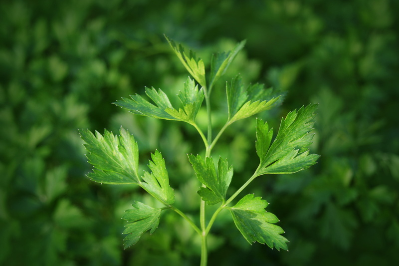 no people, green, color, decorative, food, plant, vegetarian, backgrounds, pattern, lettuce, growth, plant part, dinner, herbs, beauty in nature, natural
