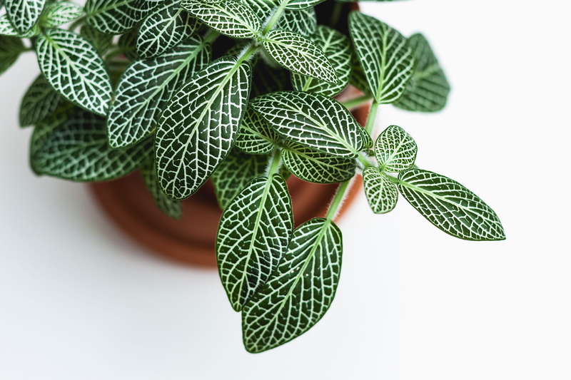 green color, pattern, mint leaf - culinary, food and drink, focus on foreground, plant, 4K, nature, food, brown, branch, white background, tree, growing