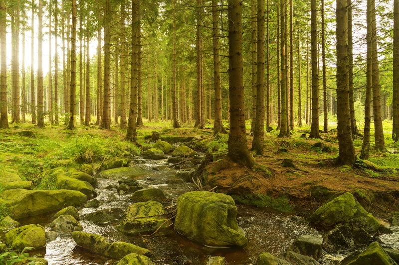 bach, harzer, summer, 5K, licht, scenics, landscape, grün, green Color, trees, Wald, Wälder, lichtblick, steine, green, henze, Sachsen-Anhalt, Canon, woodland