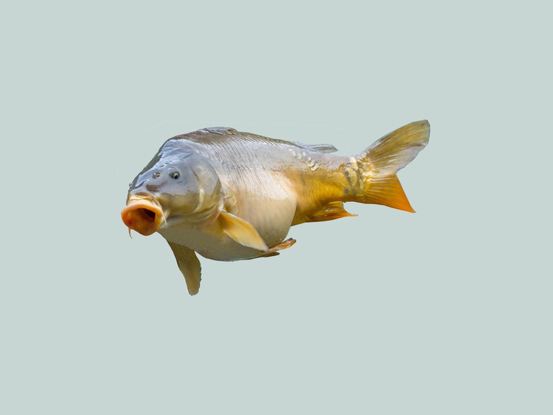 water, indoors, angler, carp, studio shot, photography, catch of fish, selective, fish, copy space, focus, nature, profile view, side view, marine, mouth open