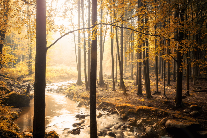 bach, Wald, forest, light, Harz, ilse, leaf, landscape, outdoors, water, tree, woodland, body of water, scenics, Canon, 5K, nature, autumn, ilsetal, soft