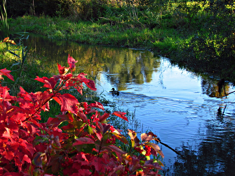lake, 4K, plant, animal wildlife, animals in the wild, growth, torrent, vertebrate, animal themes, landscape, tranquility, group of animals, river, red