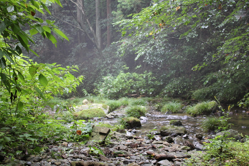 flowing water, rock - object, tranquil scene, solid, torrent, beauty in nature, forest, tree, water, 5K, deep, nature, growth, outdoors, deep mountains and dark valleys