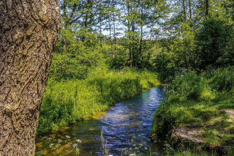 park, brook, tranquil Scene, tree, swamp, trunk, lake, foliage, scenics, growth, woodland, scenics - nature, torrent, land, summer, the brook, tourism