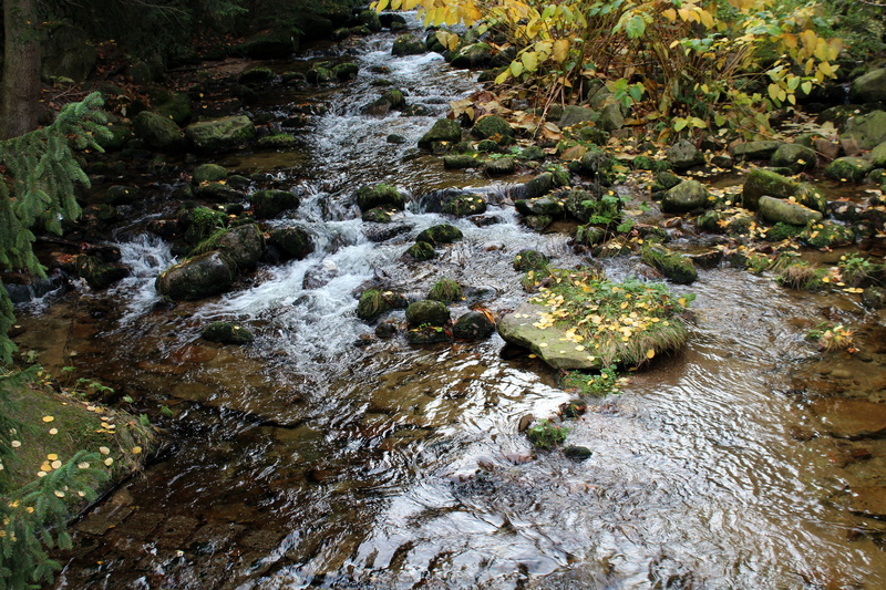 land, growth, the stones, water, downloading, flowing water, tranquility, forest, stream - flowing water, plant, torrent, beauty in nature, no people, day