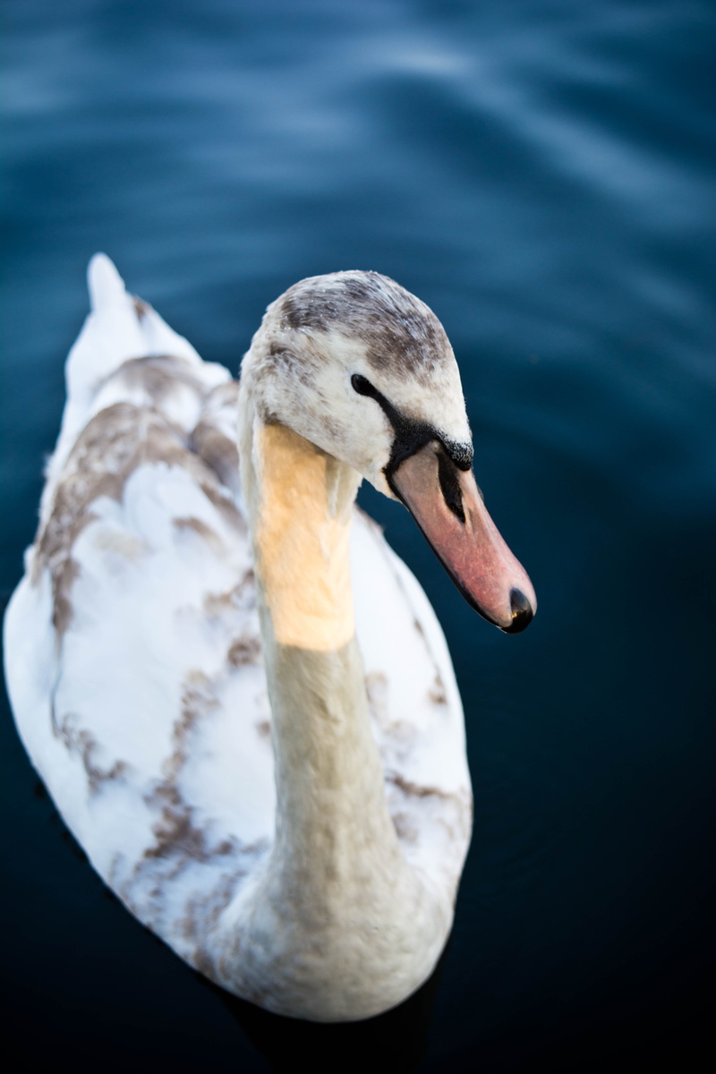 close-up, cygnet, Hometown, white, no people, beauty In Nature, animals And Pets, nature, pond, wing, duck, day, water, animal body part, mute Swan, animal head