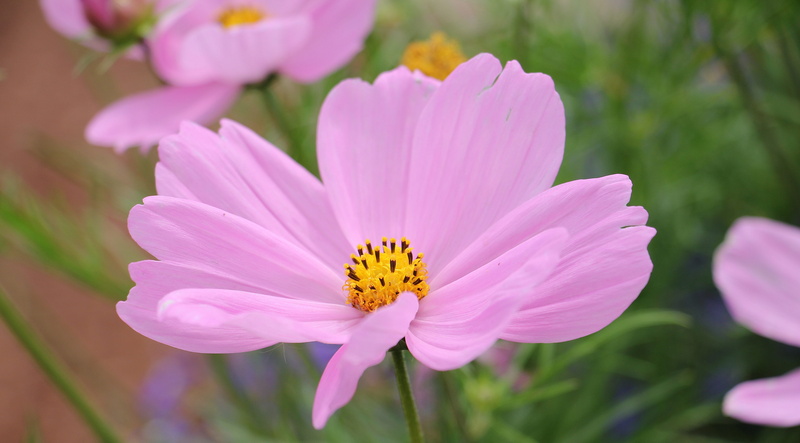 day, purple, photography, flower, freshness, pink Color, blossom, summer flower, flowers, pollen, flower Head, cosmos Flower, growth, shallow, flowering plant