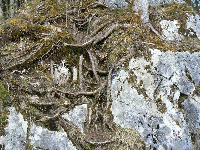 beauty in nature, solid, nature, water, hintersee, rock, outdoors, full frame, tree, high angle view, day, rock - object, textured, growth, root, ramsau