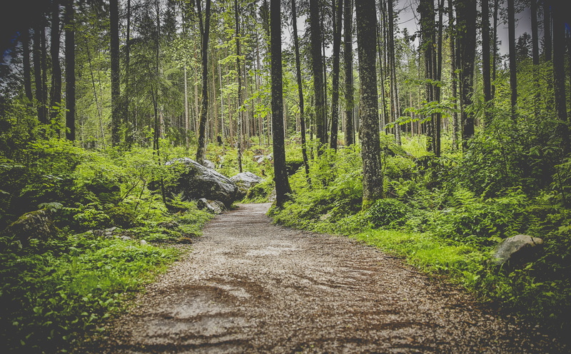 tranquility, tree trunk, Nature, pathway, tree, the way forward, plant, trail, trunk, berchtesgadenerland, woodland, zauberwald, no people, non-urban scene