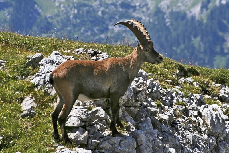 berchtesgaden national park, goat, meadow, alpine, upper bavaria, capricorn, alpine ibex, herbivorous, rock - object, no people, animals in the wild, landscape