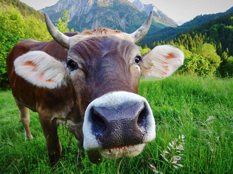 ruminant, alm, grass, domestic animals, animal themes, one animal, bavaria, mammal, landscape, horns, herbivorous, cow, pets, cattle, looking at camera