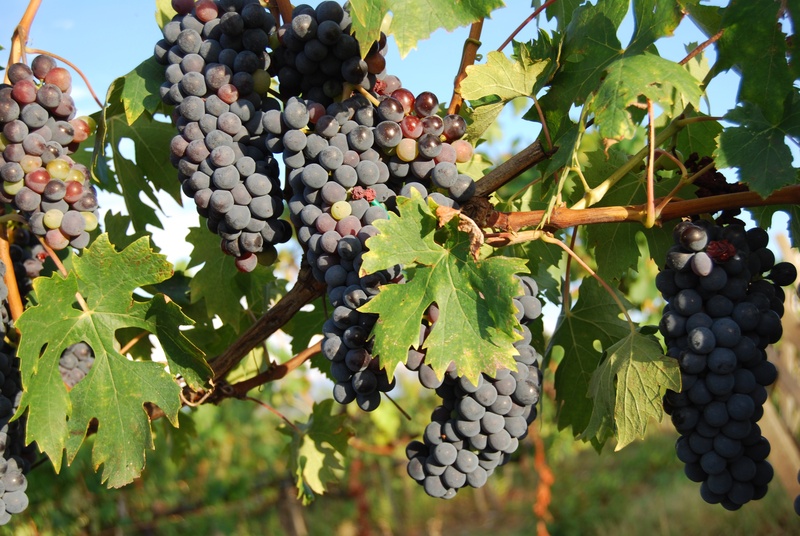 vintage, tree, growth, outdoors, vine leaves, plantation, fruit, winegrowing, vine, red wine, blue grape, grapevine, grapes, food, no people, 4K, fruits