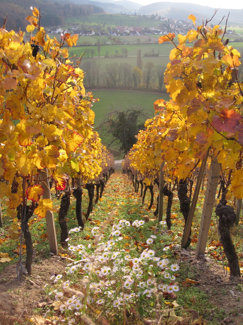 landscape, orange color, change, sunny, grapes, leaves, tree, in a row, yellow, herb most, vineyard, winemaking, winegrowing, flowering plant, beauty in nature