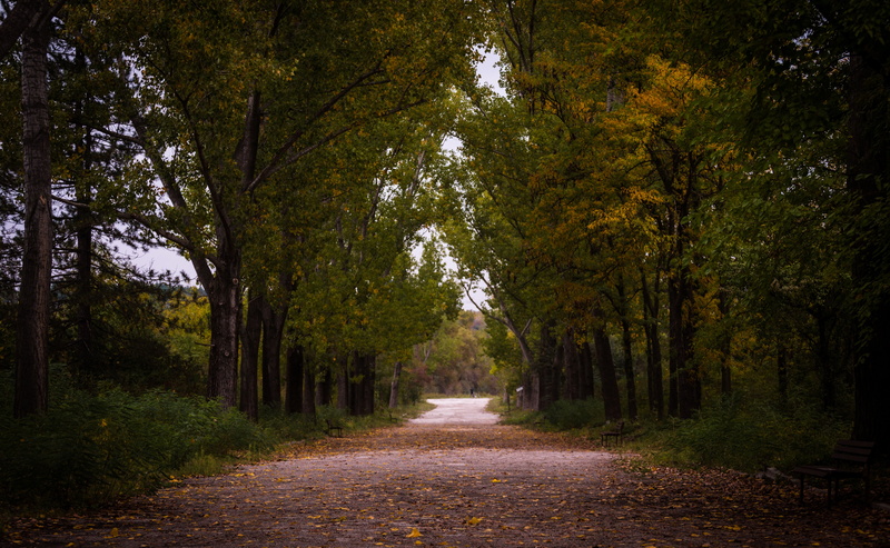 green, scenery, fall, 5K, light, summer, pathway, park, environment, path, wood, daylight, scenic, trail, leaves, travel, nature, pavement, trees, road