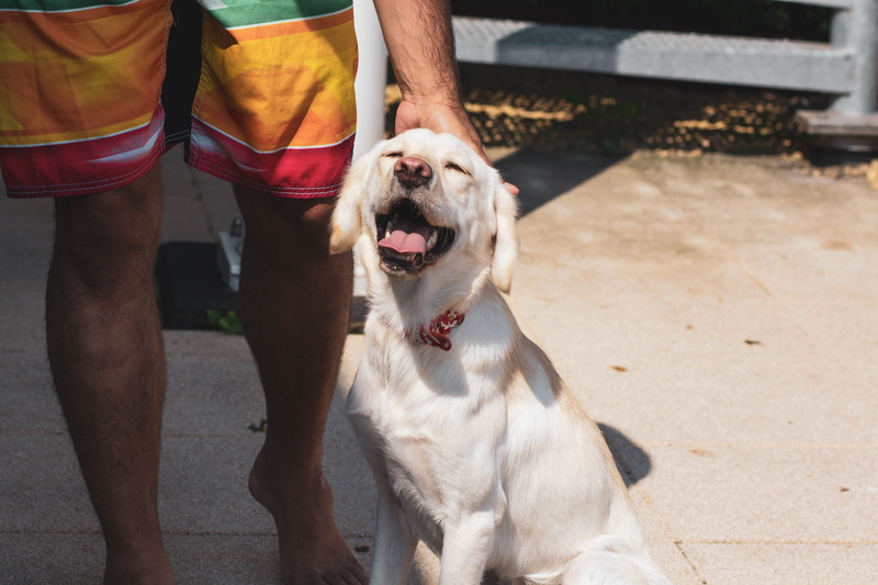 coated, outdoors, low section, human leg, dog, short, animal tongue, mammal, fur, cute, purebred, men, pet owner, street, summer, breed, adult, real people