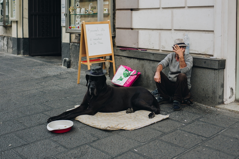 lying, vertebrate, man, building exterior, one animal, prone, adult, pets, tray, footpath, full length, architecture, built structure, homeless, dane, paving stone
