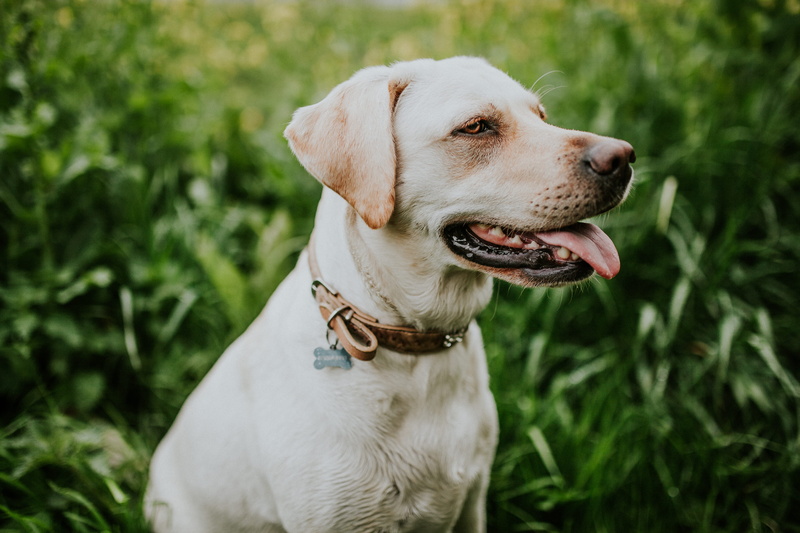 nature, domestic Animals, canine, tongue, purebred Dog, outdoors, day, summer, dog, grass, wearing, medium, 5K, no people, mammal, panting, plant, animal themes
