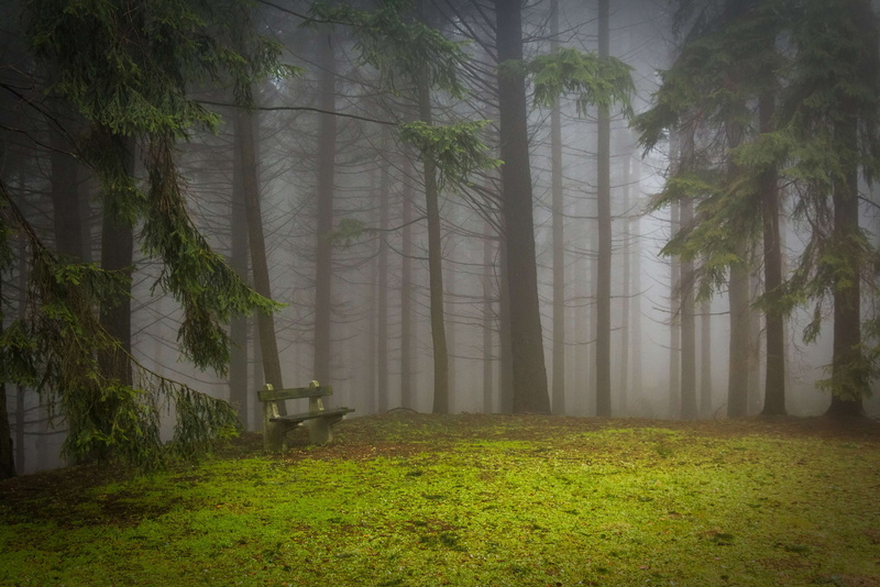non-urban scene, pine, green color, woodland, nature, mystic, land, plant, growth, tranquility, trunk, 4K, outdoors, pad, tree, no people, critter, pine wood