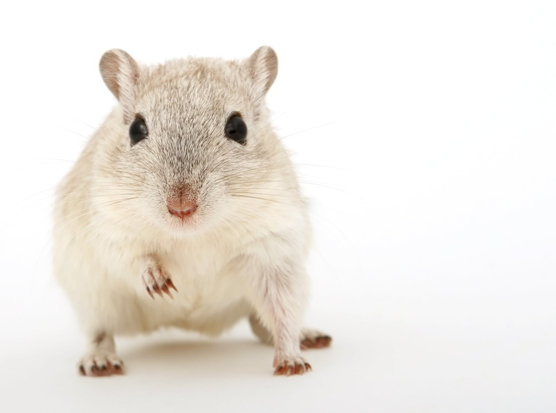 indoors, mammal, hairs, rodent, cuddly, eyes, gorgeous, sniff, one animal, critter, fur, cute, vermin, close, macro, cut out, front view, grey, lovely