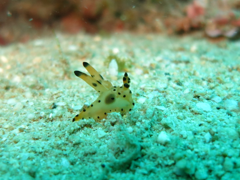 close-up, colorful, fish, dive, one animal, species, nature, vertebrate, nudibranch, animals in the wild, turquoise colored, philippines, sea, animal, reef