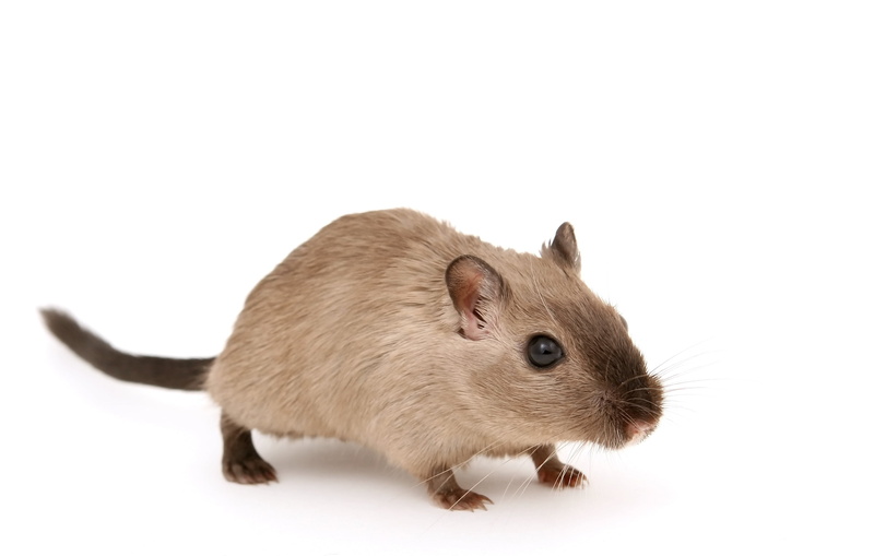 hairy, mouse, isolated, cut out, whiskers, hairs, vertebrate, studio Shot, beautiful, boy, grey, copy space, domestic Animals, profile view, domestic, eyes