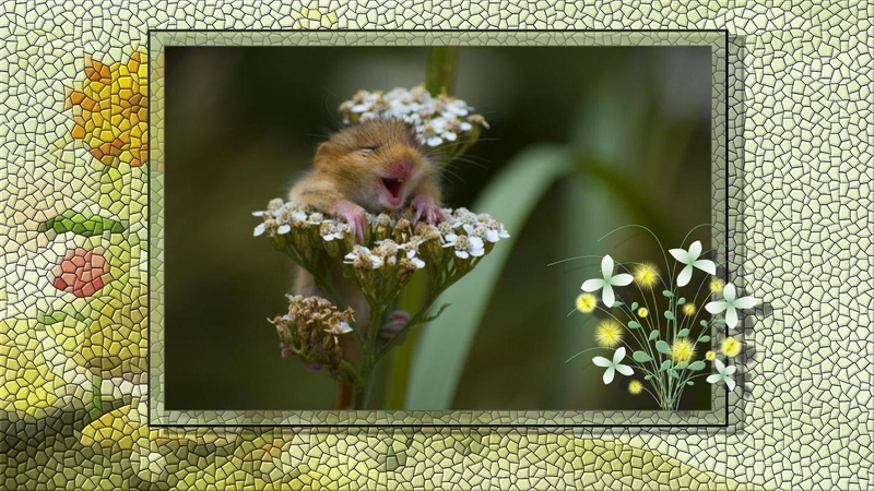 1080P, day, oh, critter, flowers, green, animals, yellow, white, tiny, happy