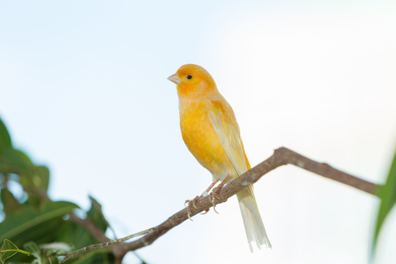 critter, animals, focus, colored, eating, outdoors, bird, beauty in nature, wings, wooded, grosbeaks, feeding, yellow finch, animals in the wild, animal themes