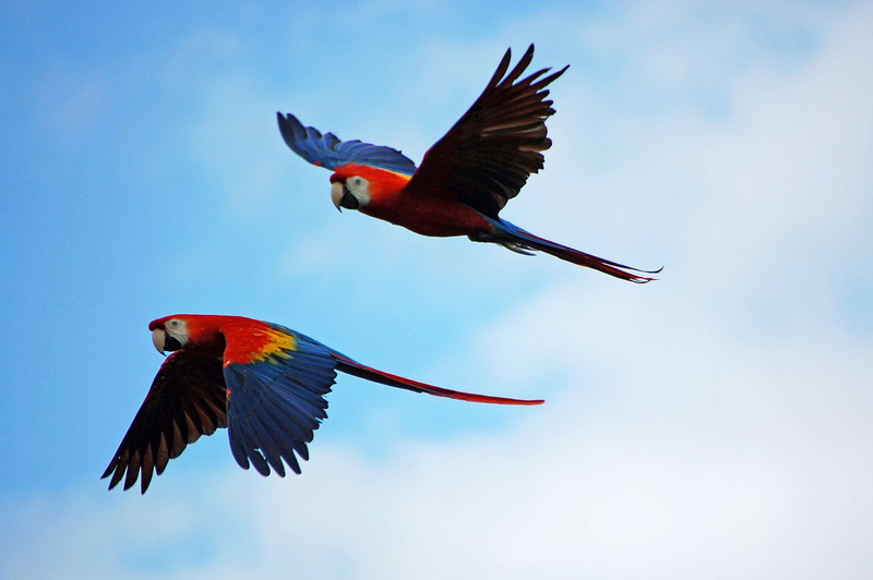 low angle view, parrot, eye, outdoors, plumage, forest, spread wings, mid-air, 2K, vertebrate, love, jungle, nature, color, exotic, bird, critter, macaw