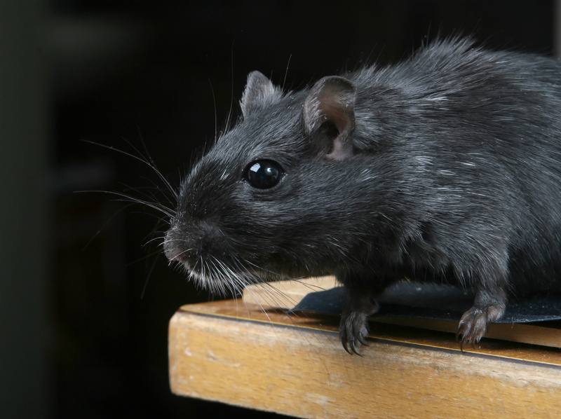 animal eye, boy, one animal, rat, mouse, ears, looking, white, beautiful, vermin, funny, creature, pretty, small, vertebrate, focus on foreground, indoors